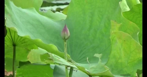 Lotus in the pond Video stock 310069396