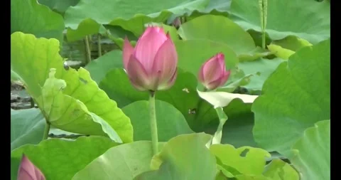 Lotus in the pond Stock Footage 310069401