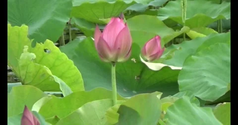 Lotus in the pond Stock Footage 310069406