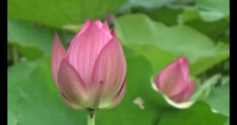 Lotus in the pond Stock Footage 310069436