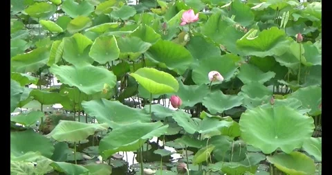 Lotus in the pond Stock Footage 310069458