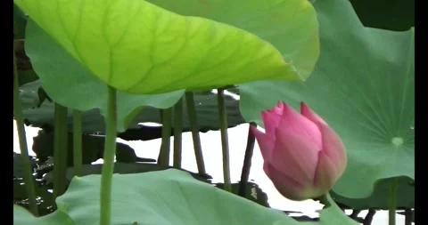 Lotus in the pond Stock Footage 310069462