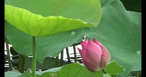 Lotus in the pond Stock Footage 310069464