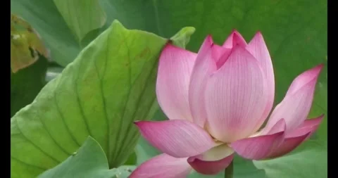 Lotus in the pond Stock Footage 310069480