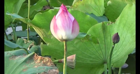 Lotus in the pond Video stock 310069502