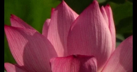 Lotus in the pond Stock Footage 310538424
