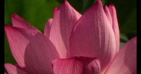 Lotus in the pond Video stock 310538430