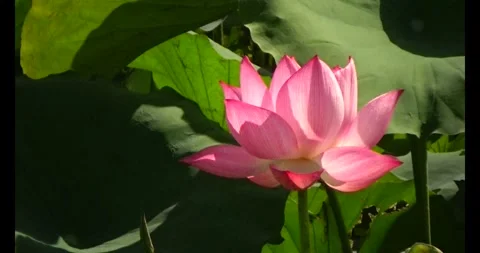 Lotus in the pond Stock Footage 310538594
