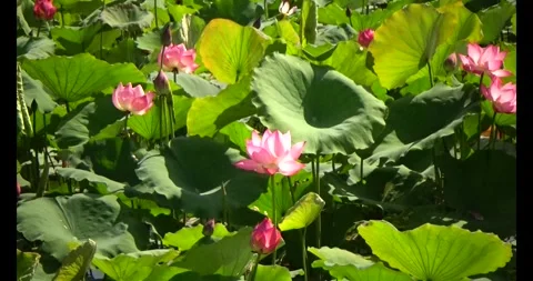 Lotus in the pond Stock Footage 310538686