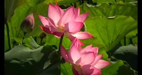 Lotus in the pond Video stock 310539197