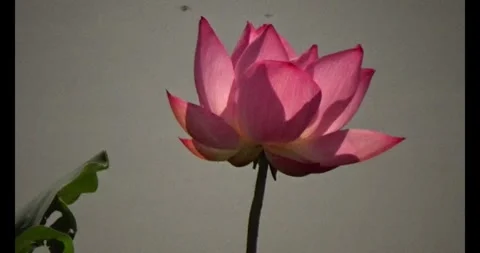 Lotus in the pond Stock Footage 310540230