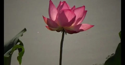 Lotus in the pond Stock Footage 310540753