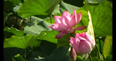 Lotus in the pond Stock Footage 310540771