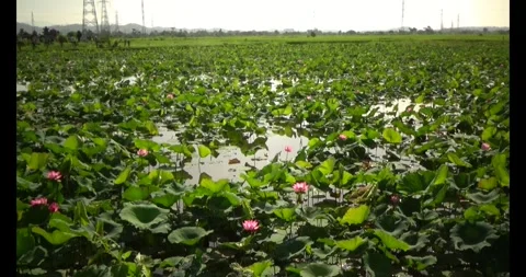 Lotus in the pond Video stock 310540955