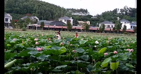 Lotus in the pond Stock Footage 310987252