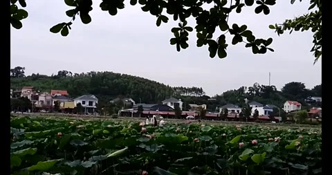 Lotus in the pond Stock Footage 310987283