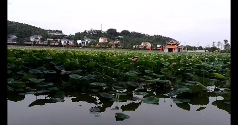 Lotus in the pond Stock Footage 310987318
