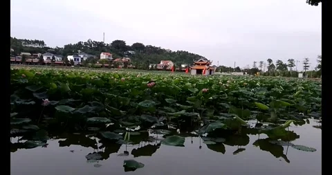 Lotus in the pond Stock Footage 310987322
