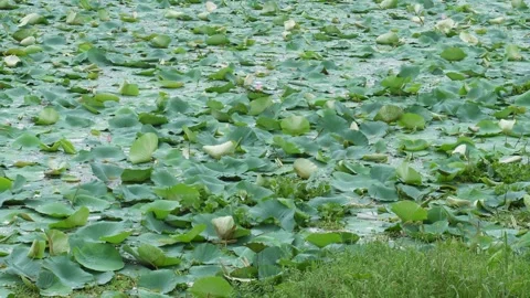 Lotus Pond Stock Footage 340771958