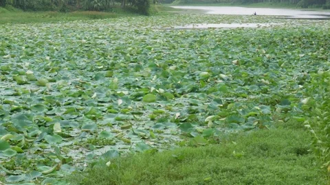 Lotus Pond Stock Footage 340784371