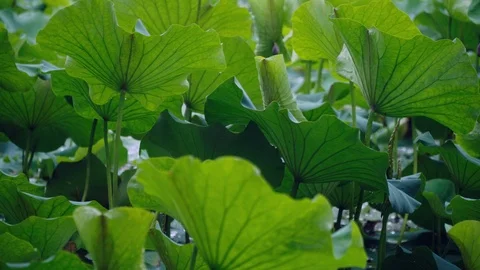 Lotus pond large lotus leaf layer stack Stock Footage 111434011