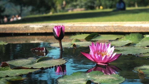 Lotus pond in the park Vídeos de archivo 98007708