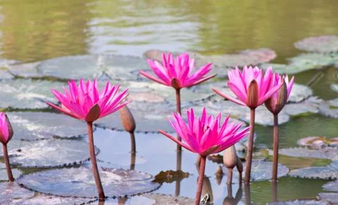 Lotus in the pond. Stock Photos