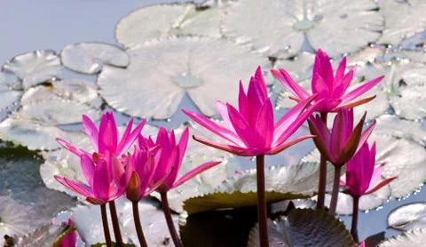 Lotus in the pond. Stock Photos
