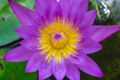 Lotus in pond Stock Photos