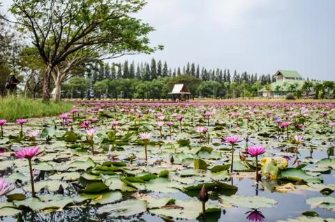 Lotus pond Stock Photos