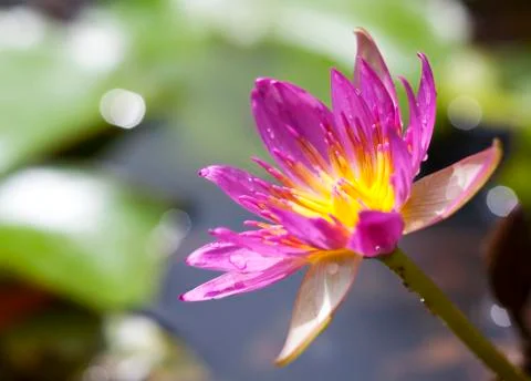 Lotus in pond Stock Photos