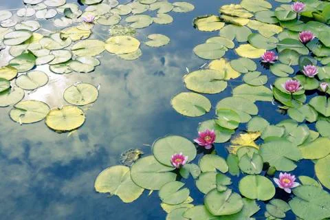 Lotus pond Stock Photos