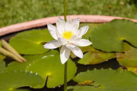 Lotus in the pond Stock Photos