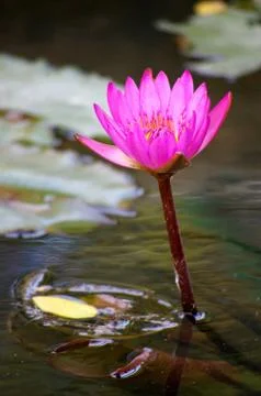 Lotus in the pond Stock Photos