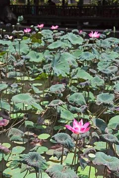 Lotus pond Stock Photos