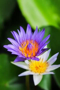 Lotus in pond Фото