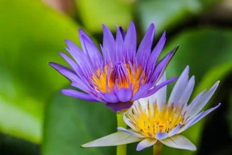 Lotus in pond Stock Photos