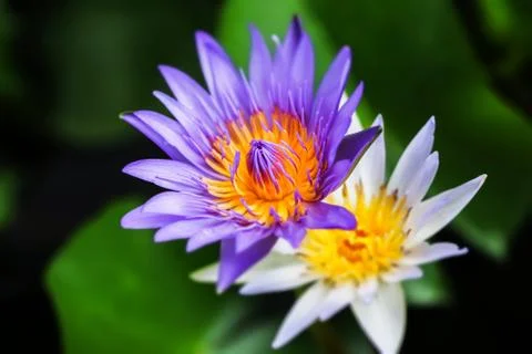Lotus in pond Stock Photos