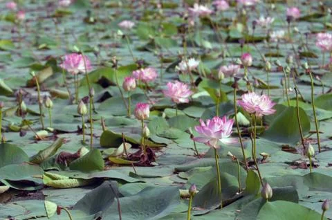 Lotus Pond Foto stock