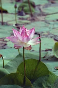 Lotus Pond Stock Photos