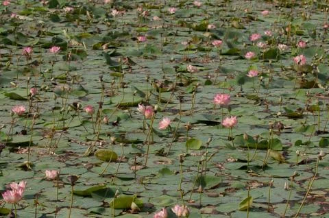 Lotus Pond Stock Photos