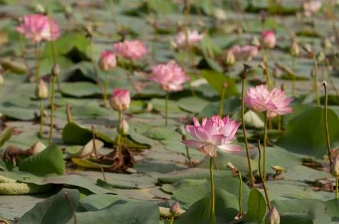 Lotus Pond 写真素材