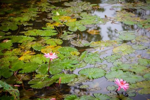 Lotus in the pond Stock Photos