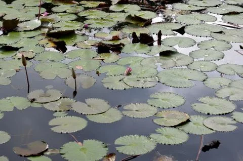 Lotus pond 库存照片