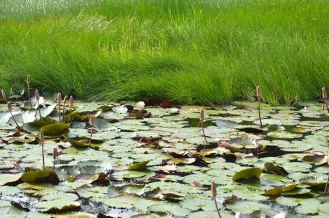 Lotus pond 库存照片