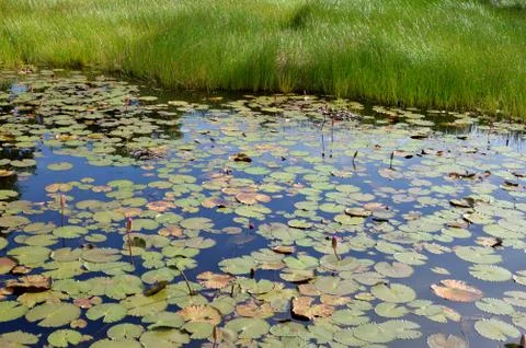 Lotus pond Fotos Stock