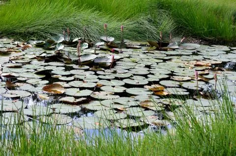 Lotus pond Фото
