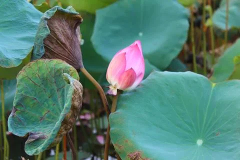 The lotus in the pond Stock Photos