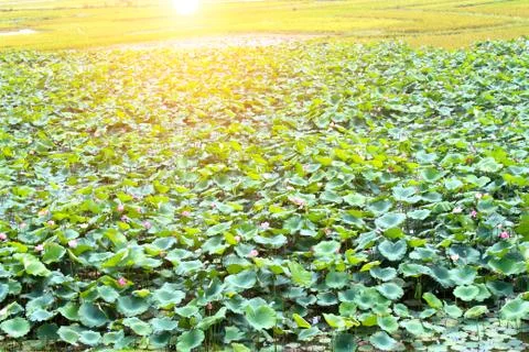 Lotus pond Stock Photos