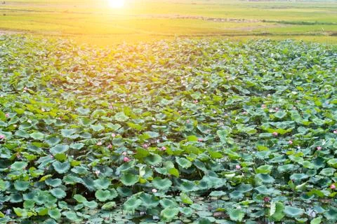 Lotus pond Stock Photos